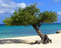 A fofoti tree on the beach in Aruba