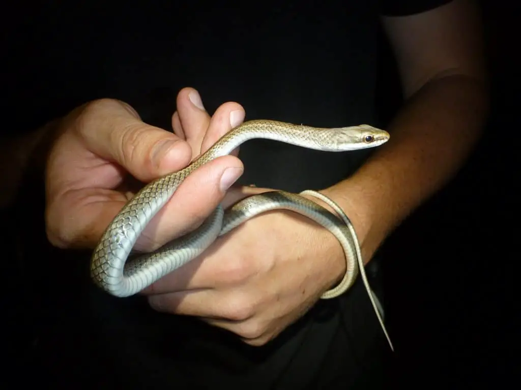Barbour's Tropical Racer snake as found on the island of Grenada