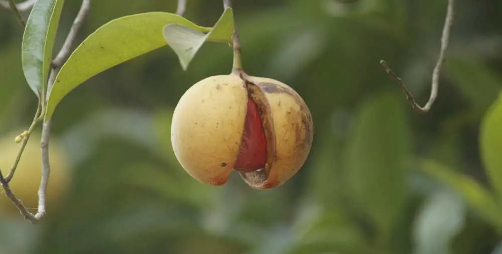 the nutmeg fruit hanging on a tree