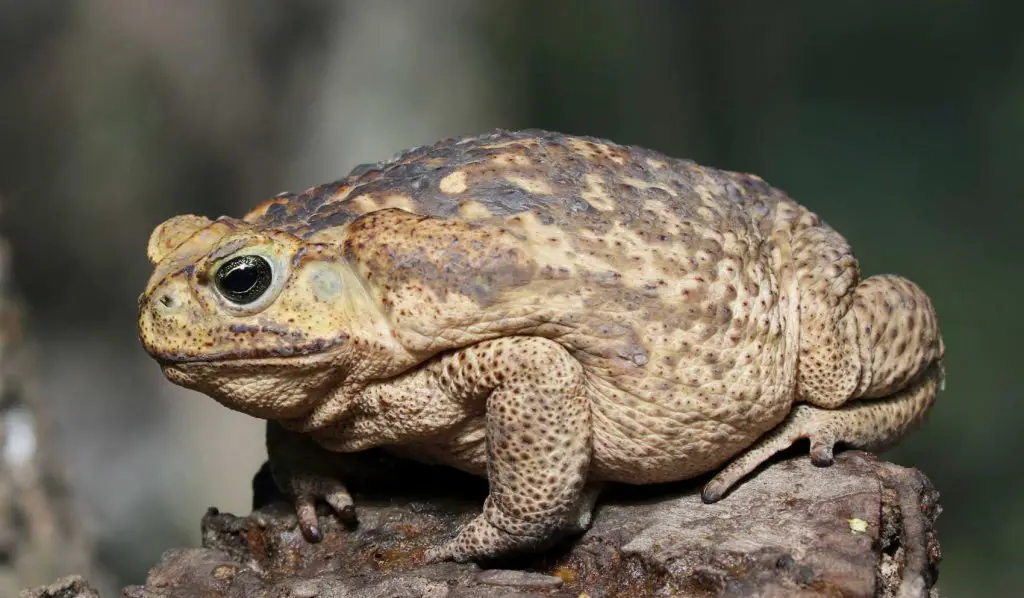 cane toad also known as giant toad