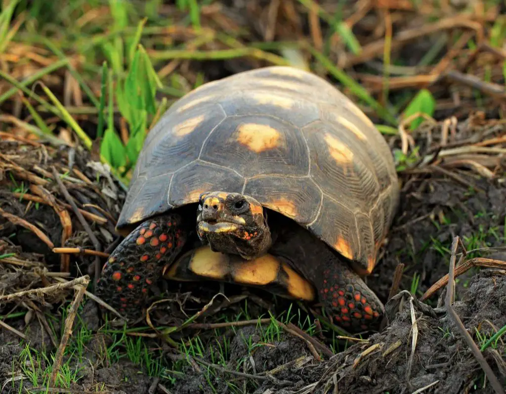red-legged tortoise