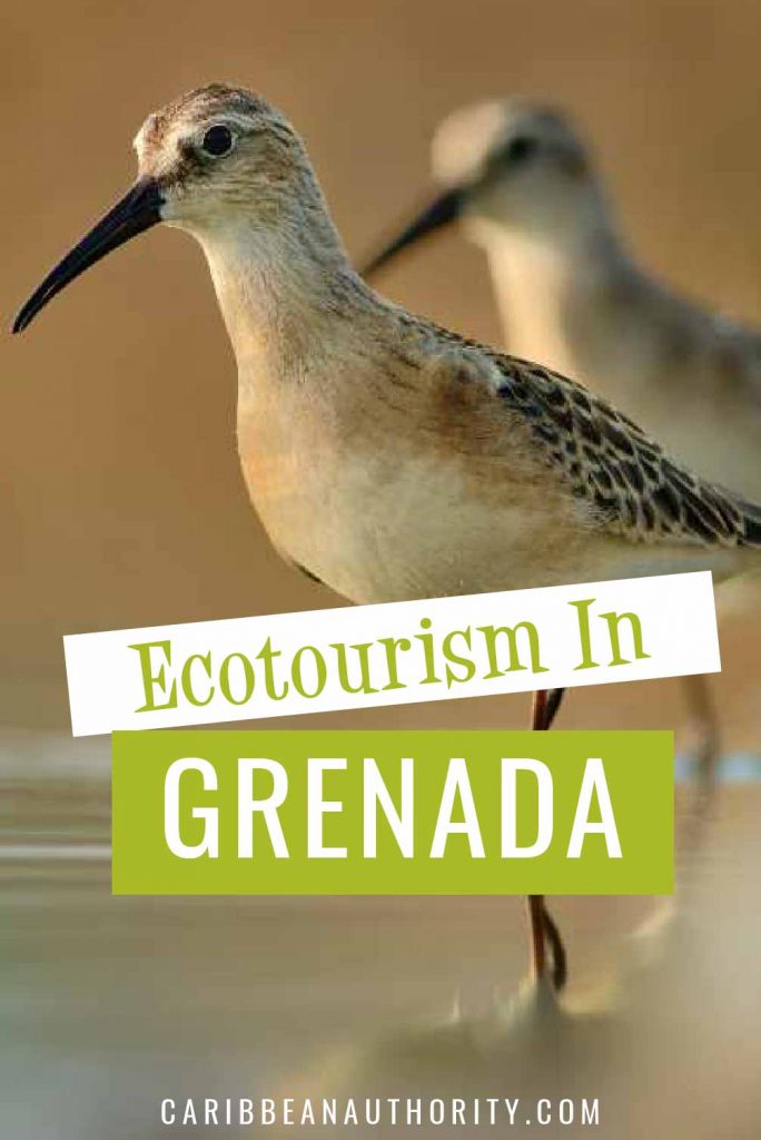 Pinterest pin for Grenada Ecotourism