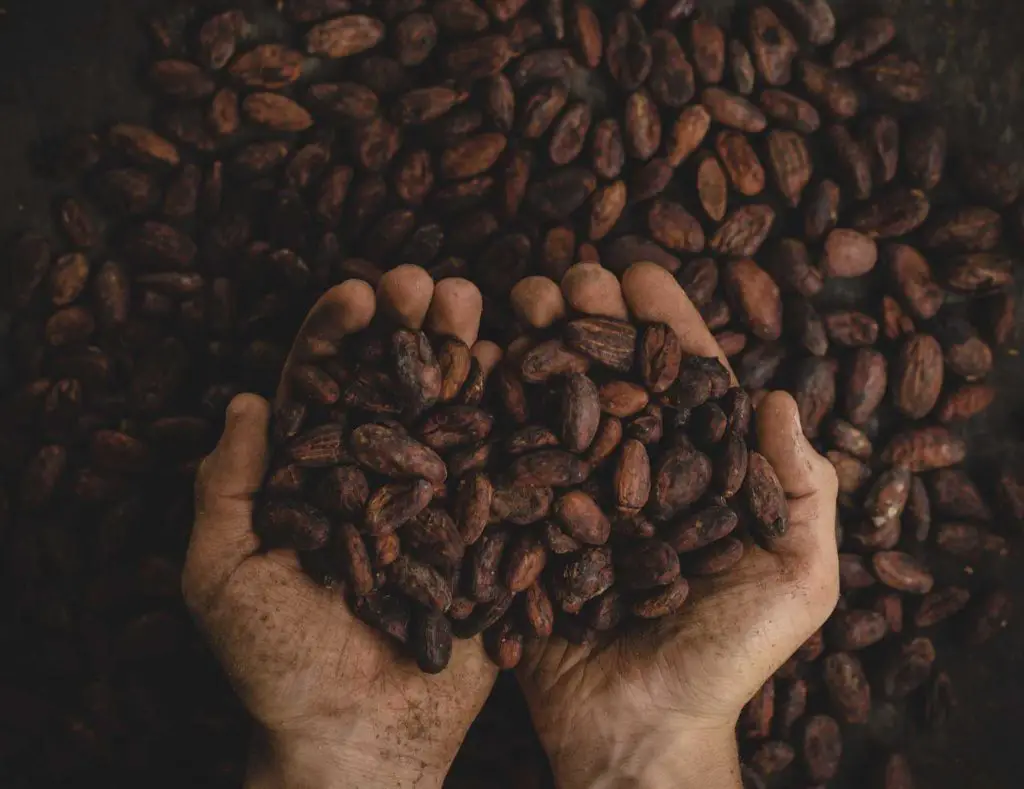 Handful of cocoa chocolate beans. Photo by Pablo Merchán Montes on Unsplash