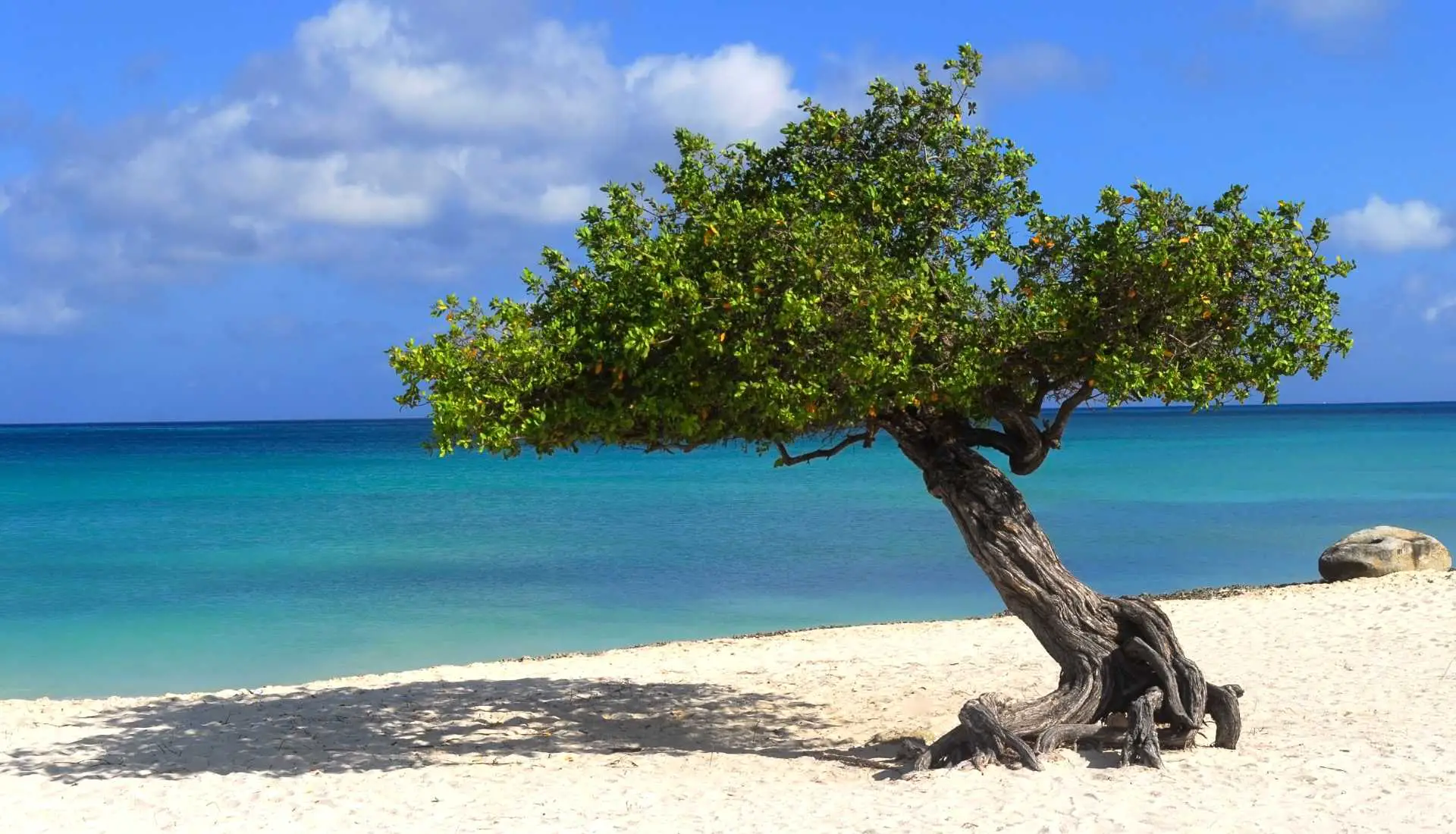 A fofoti tree on Eagle Beach in Aruba