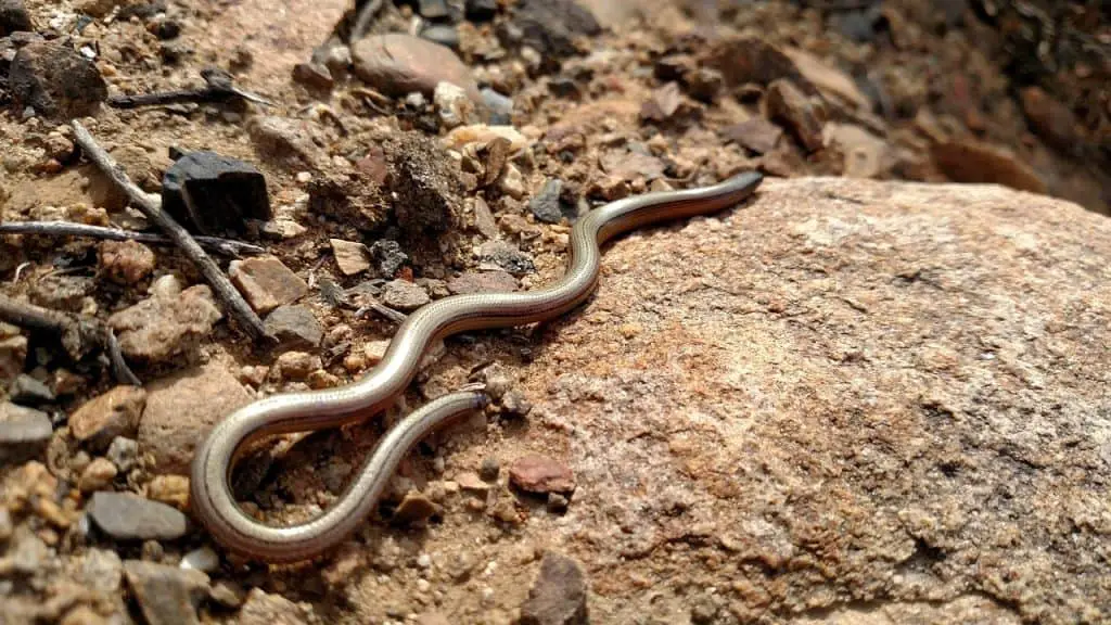 a blindworm snake resting on a rock