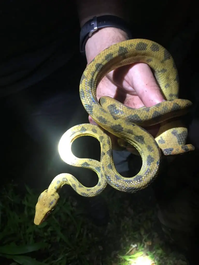 Grenada Bank tree boa