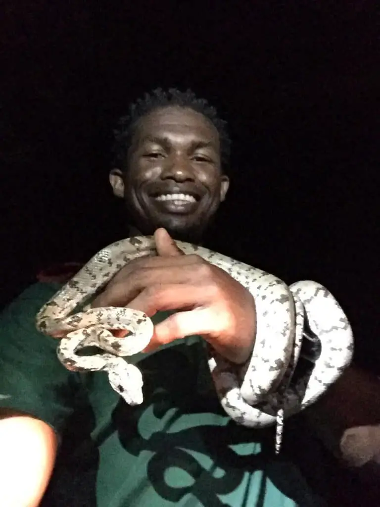 Grenada Bank tree boa. Photo compliments of Dr. Carter (veterinarian).