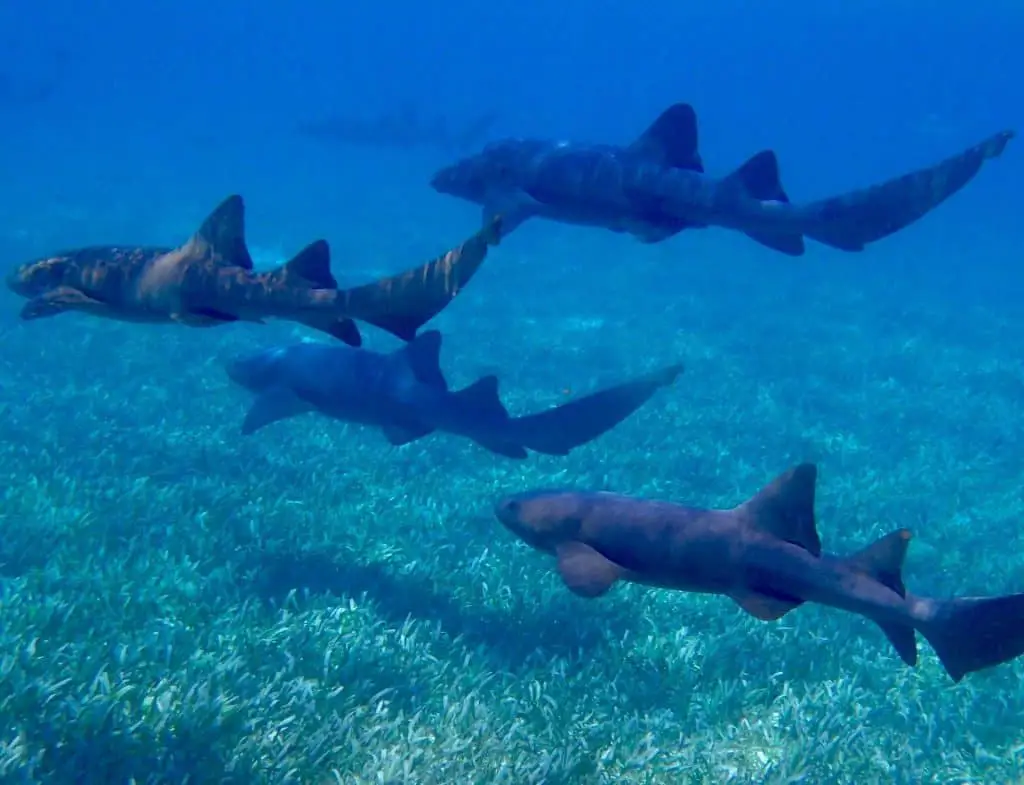 nurse sharks swimming in a group