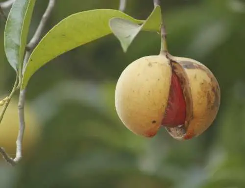 closeup of a nutmeg fruit