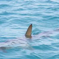 A shark in the water with his fin peeking out of the water.