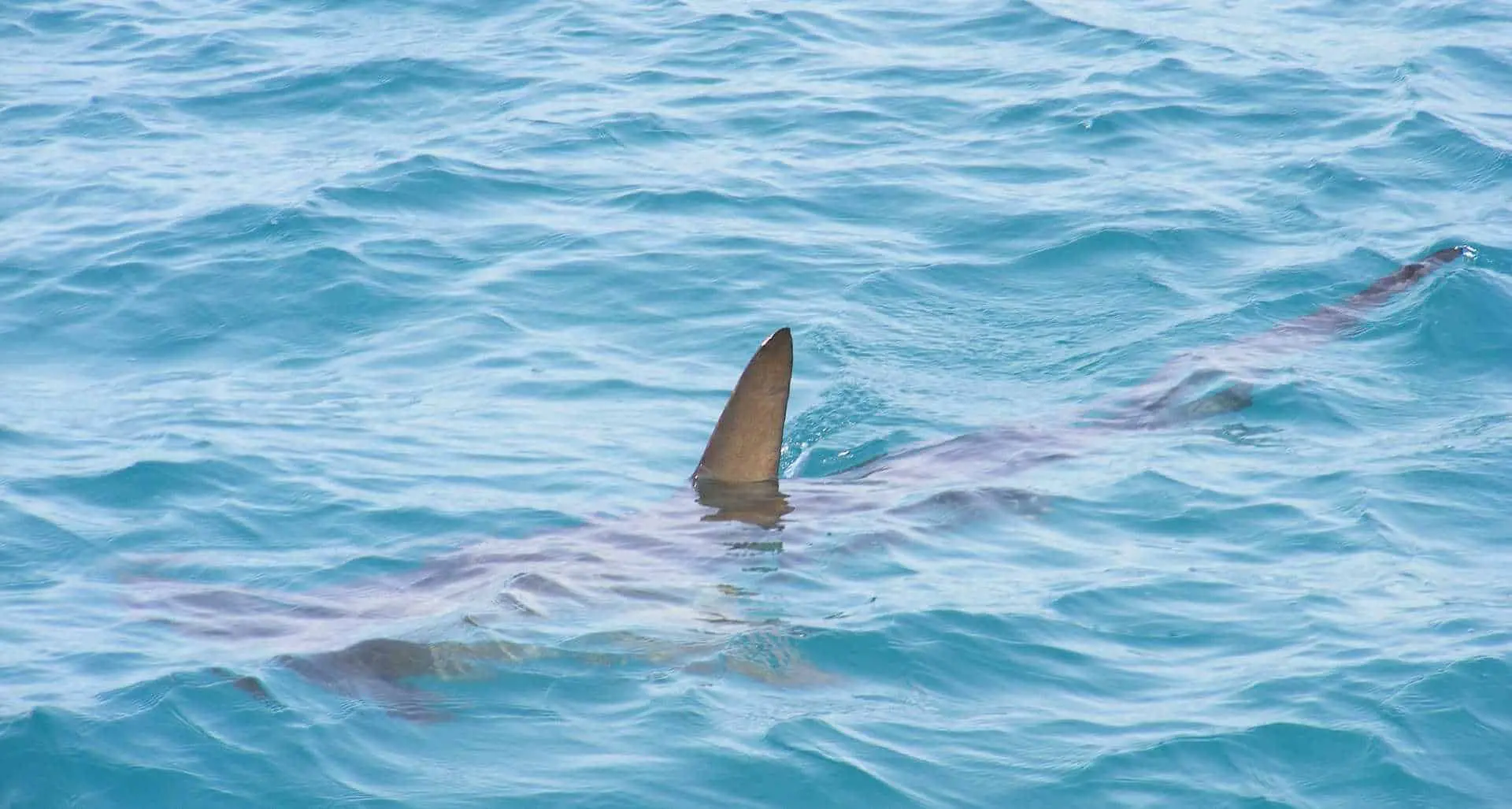 A shark in the water with his fin peeking out of the water.