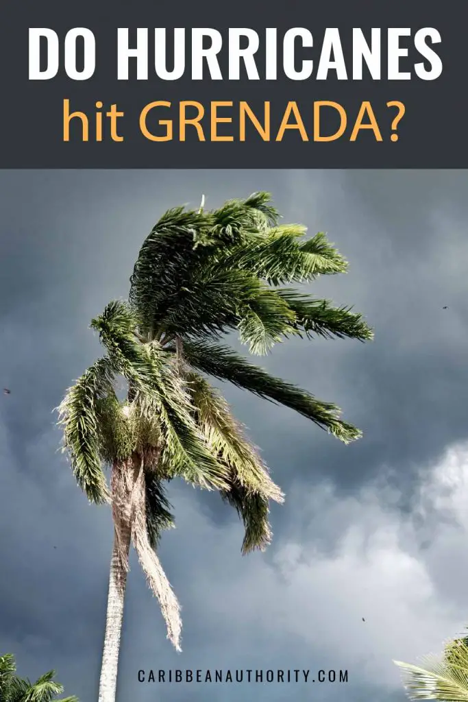 hurricane winds blowing and bending a palm tree