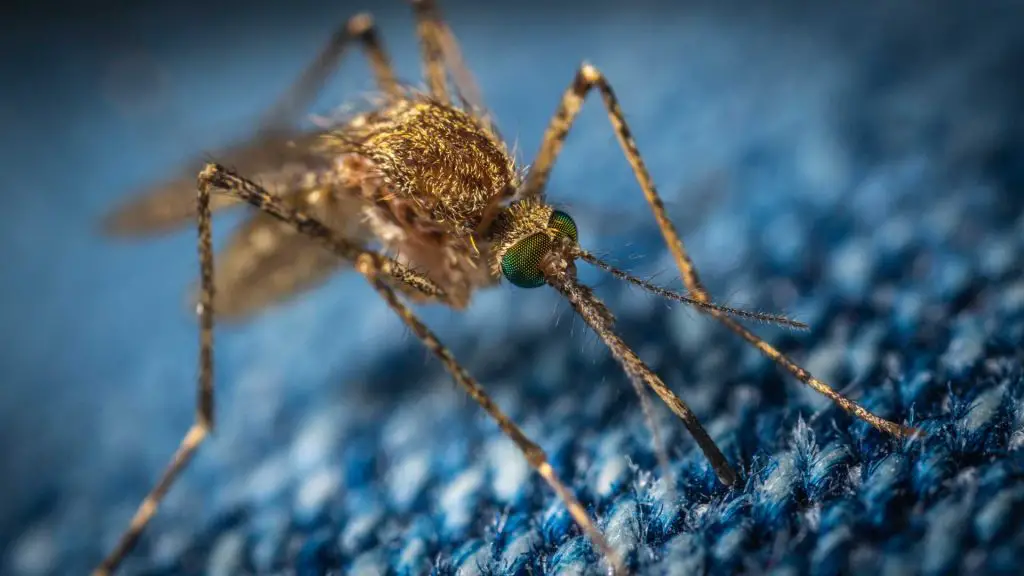 closeup of a mosquito on some fabric