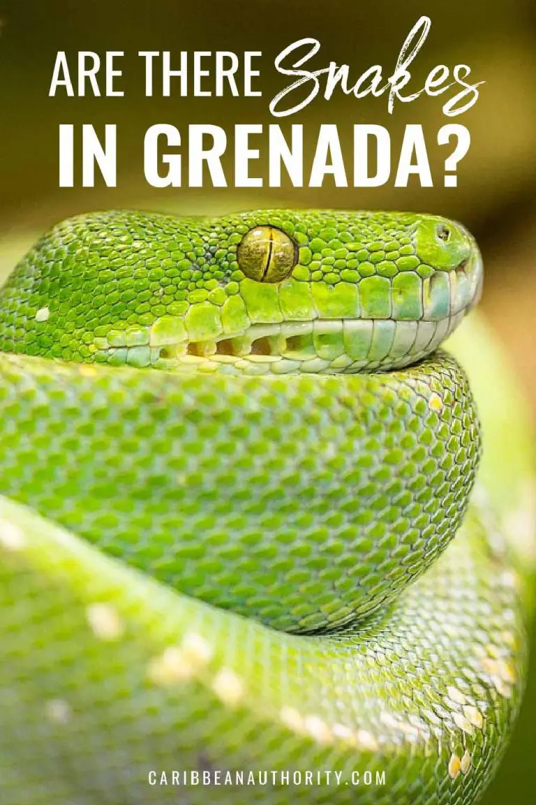 Are there snakes on Grenada? - Caribbean Authority