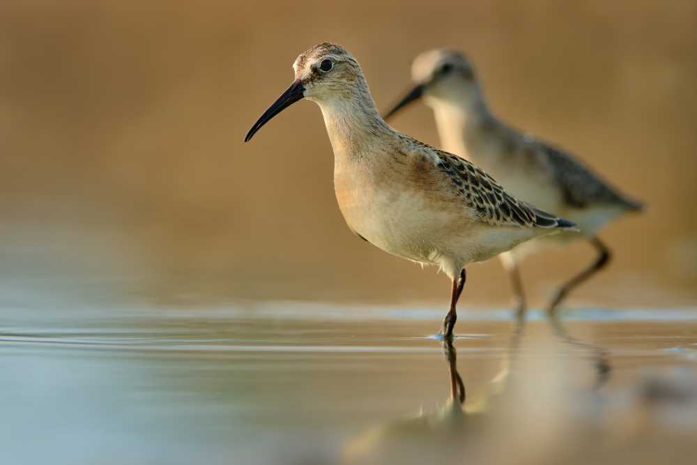 A curlew sandpiper found on Grenada. 