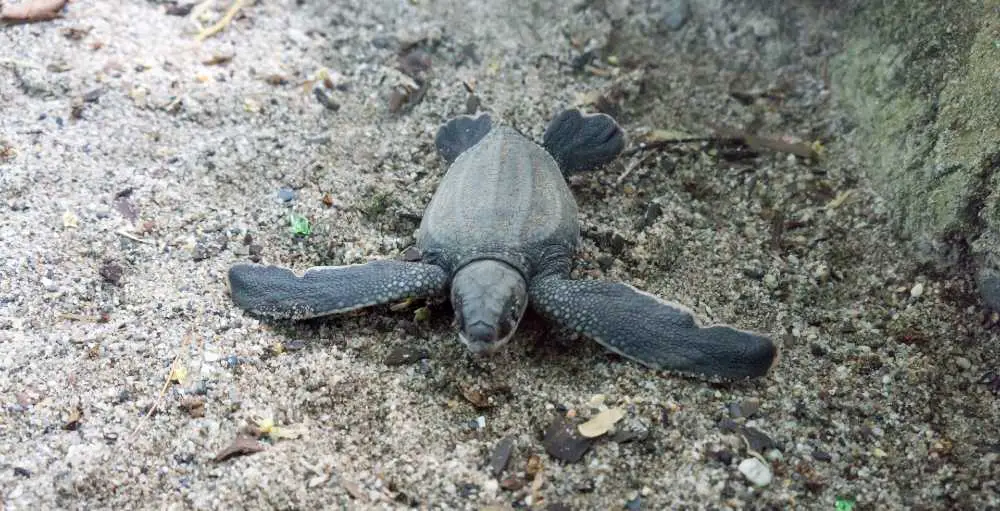 A leatherback turtle hatching.