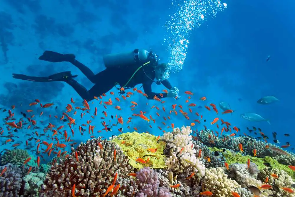 scuba diver underwater seeing colorful fish and reef