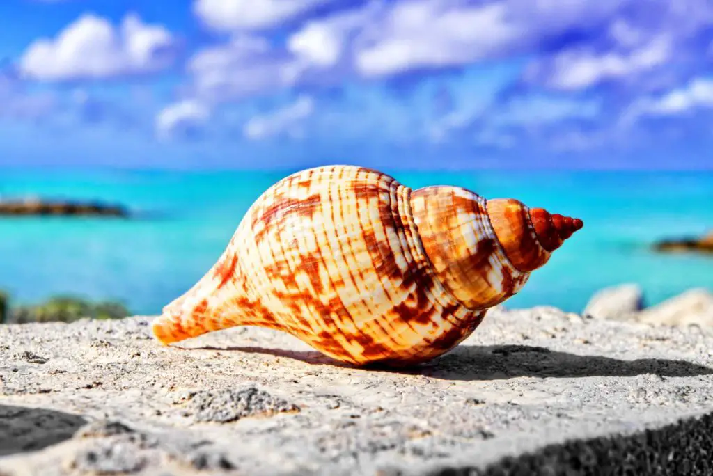 conch shell