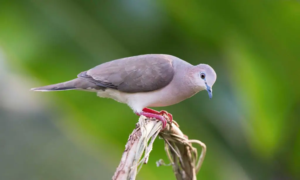 Grenada dove