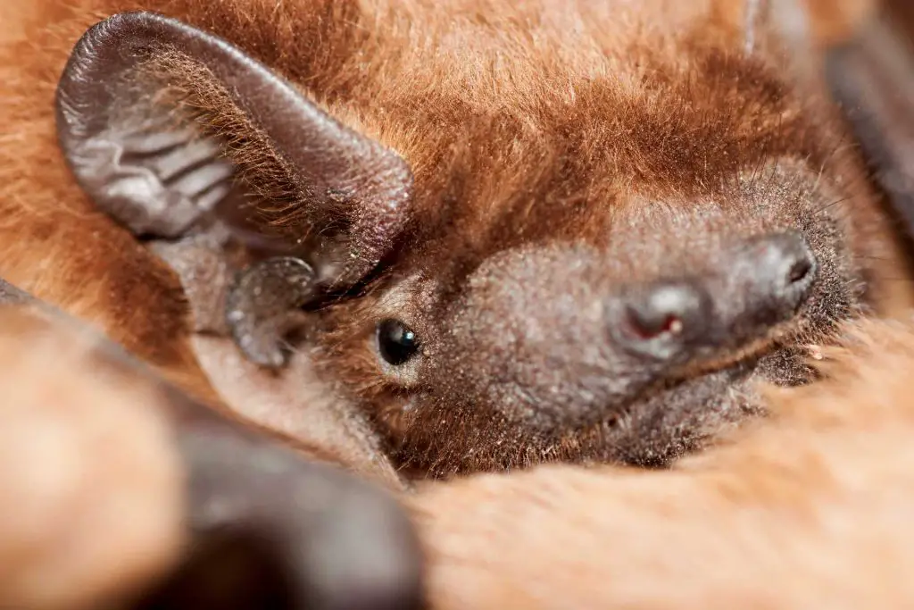 Jamaican Fruit Bat