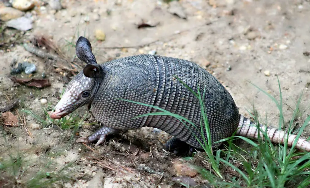 nine banded armadillo