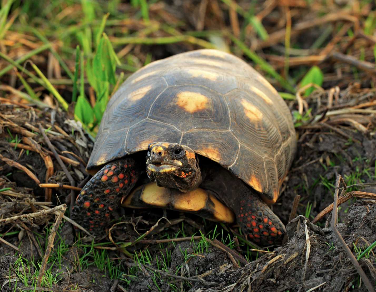 Animals and Sea Life You Can Expect to See In Grenada - Caribbean Authority