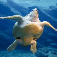 A leatherback sea turtle swimming.