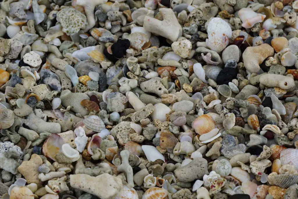 Beautifully intact seashells on Morne Rouge Beach in Grenada.